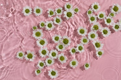 Photo of Beautiful chrysanthemum flowers in water on pink background, top view