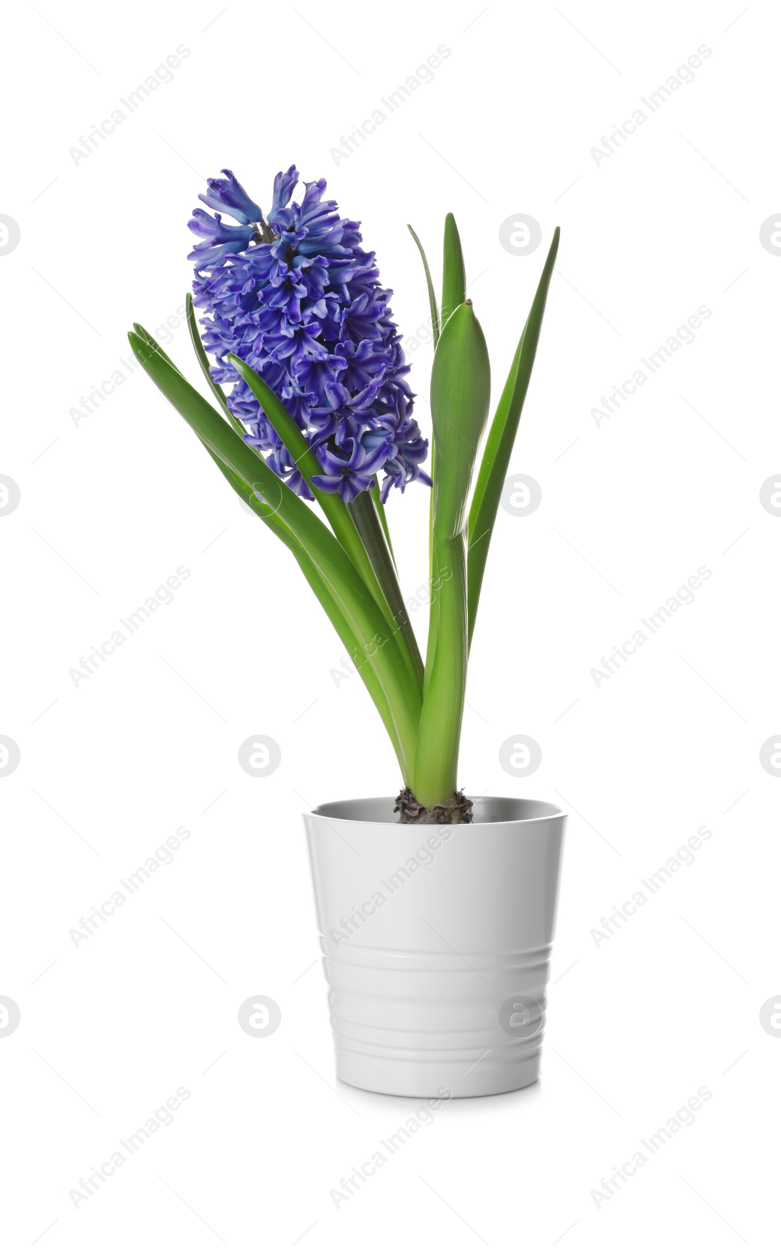 Photo of Beautiful spring hyacinth flower isolated on white