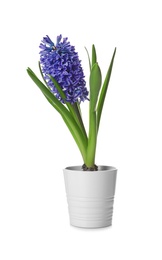 Photo of Beautiful spring hyacinth flower isolated on white