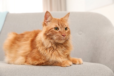 Cute friendly cat lying on sofa indoors