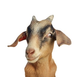 Image of Cute goat isolated on white. Farm animal