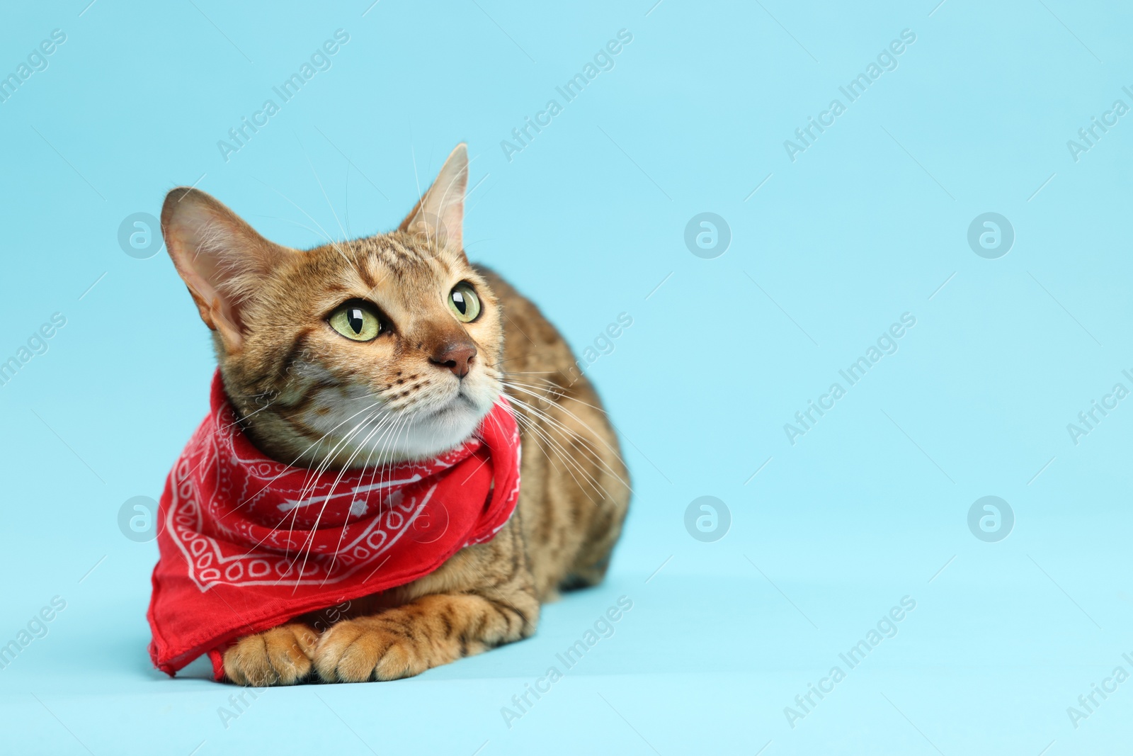 Photo of Cute Bengal cat with red bandana on light blue background, space for text