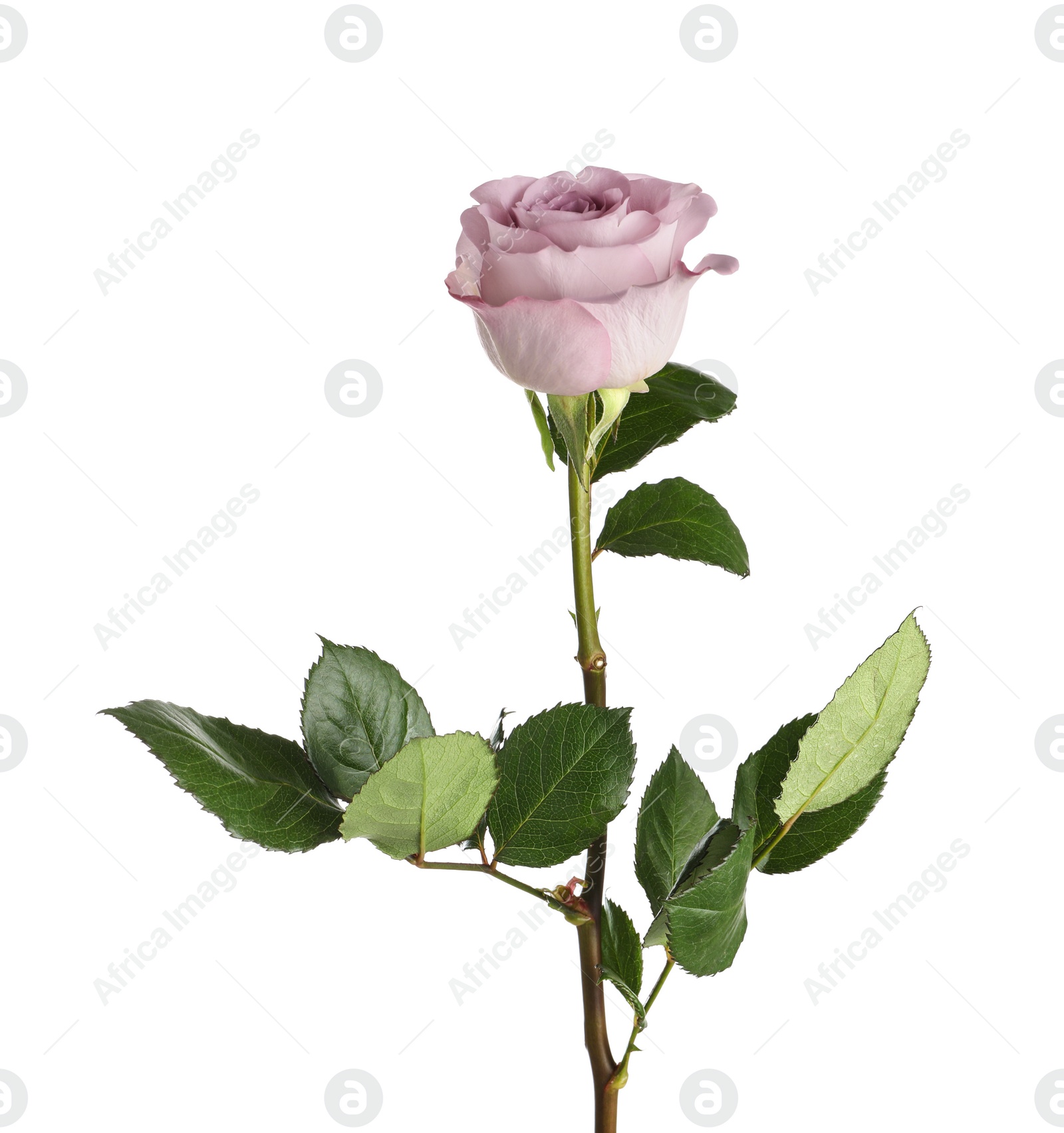 Photo of Beautiful blooming rose flower on white background