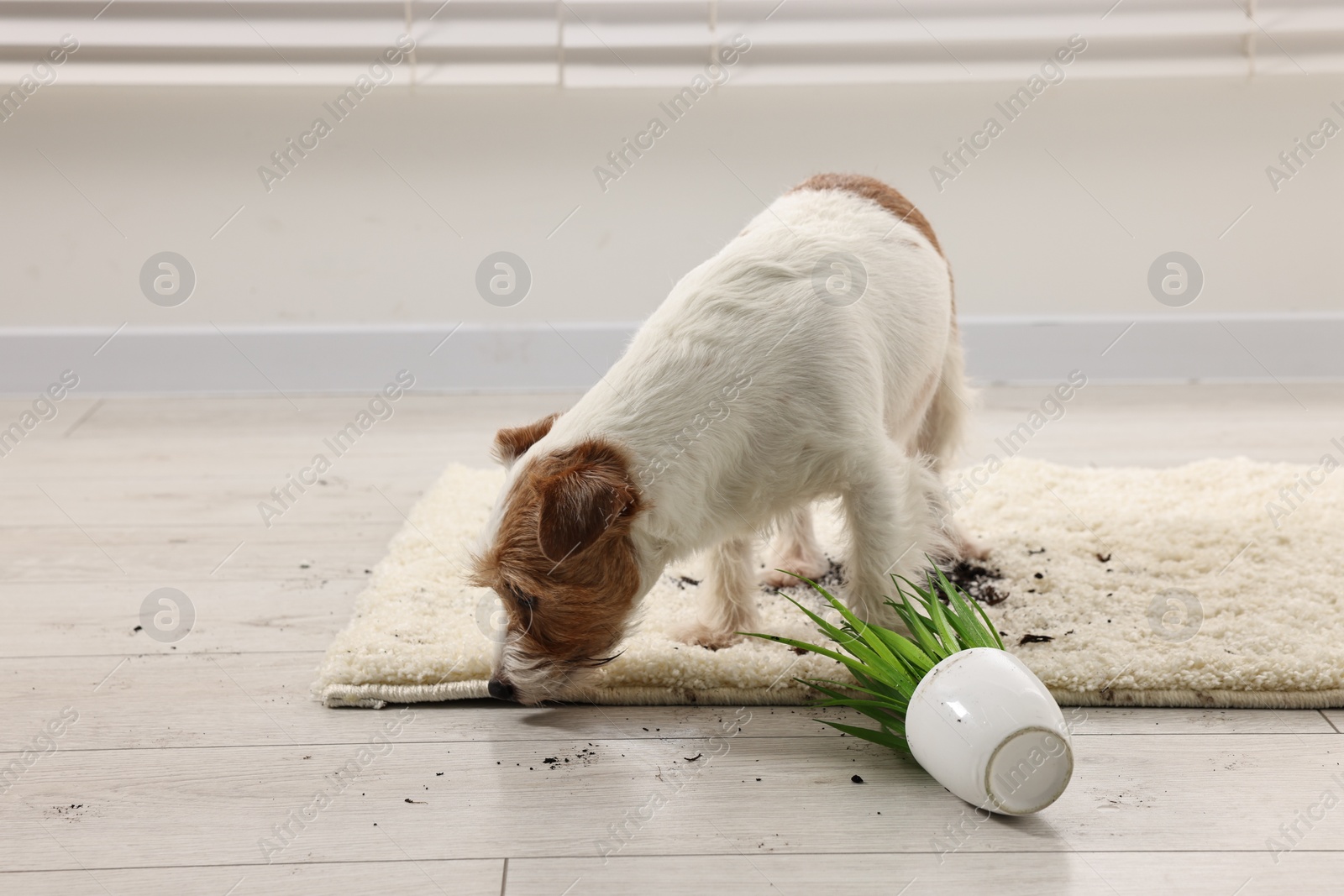 Photo of Cute dog near overturned houseplant on rug indoors