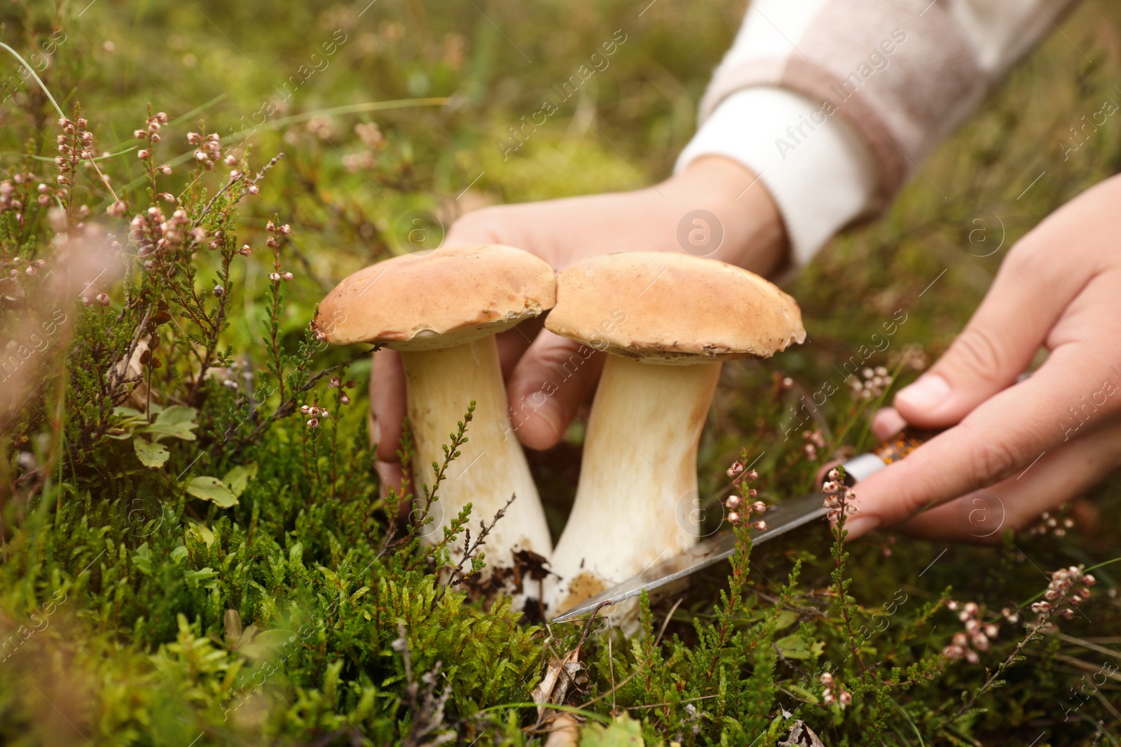 Photo of Man cutting porcini mushrooms with knife outdoors, closeup