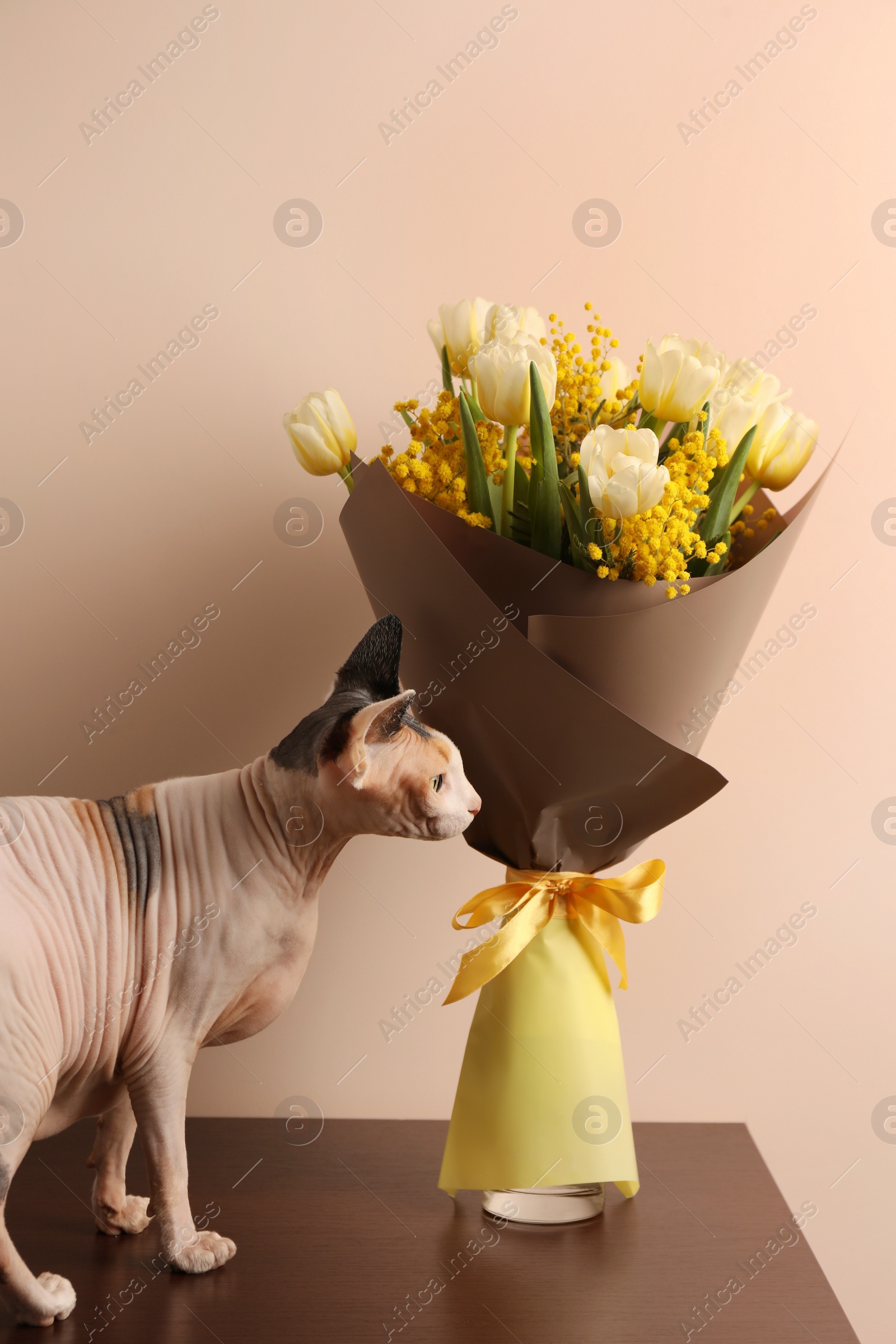 Photo of Cute Sphynx cat near bouquet with beautiful spring flowers on wooden table