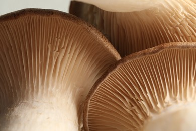 Photo of Macro photo of oyster mushrooms on light background