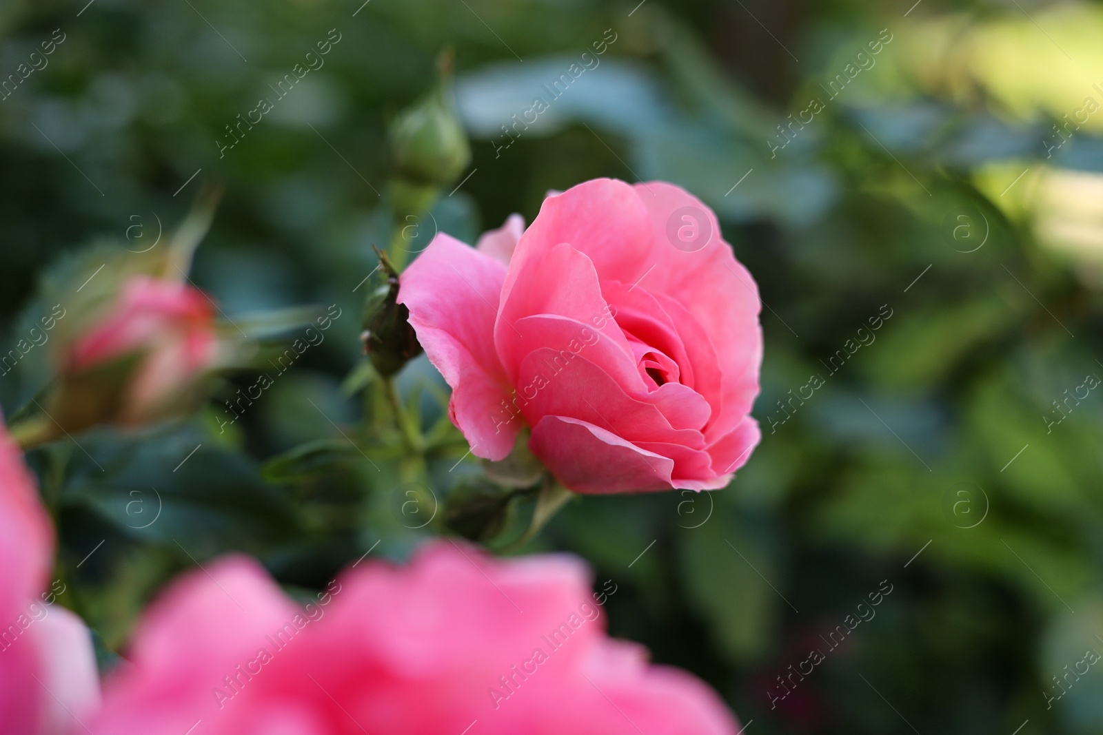 Photo of Closeup view of beautiful blooming rose bush outdoors on summer day