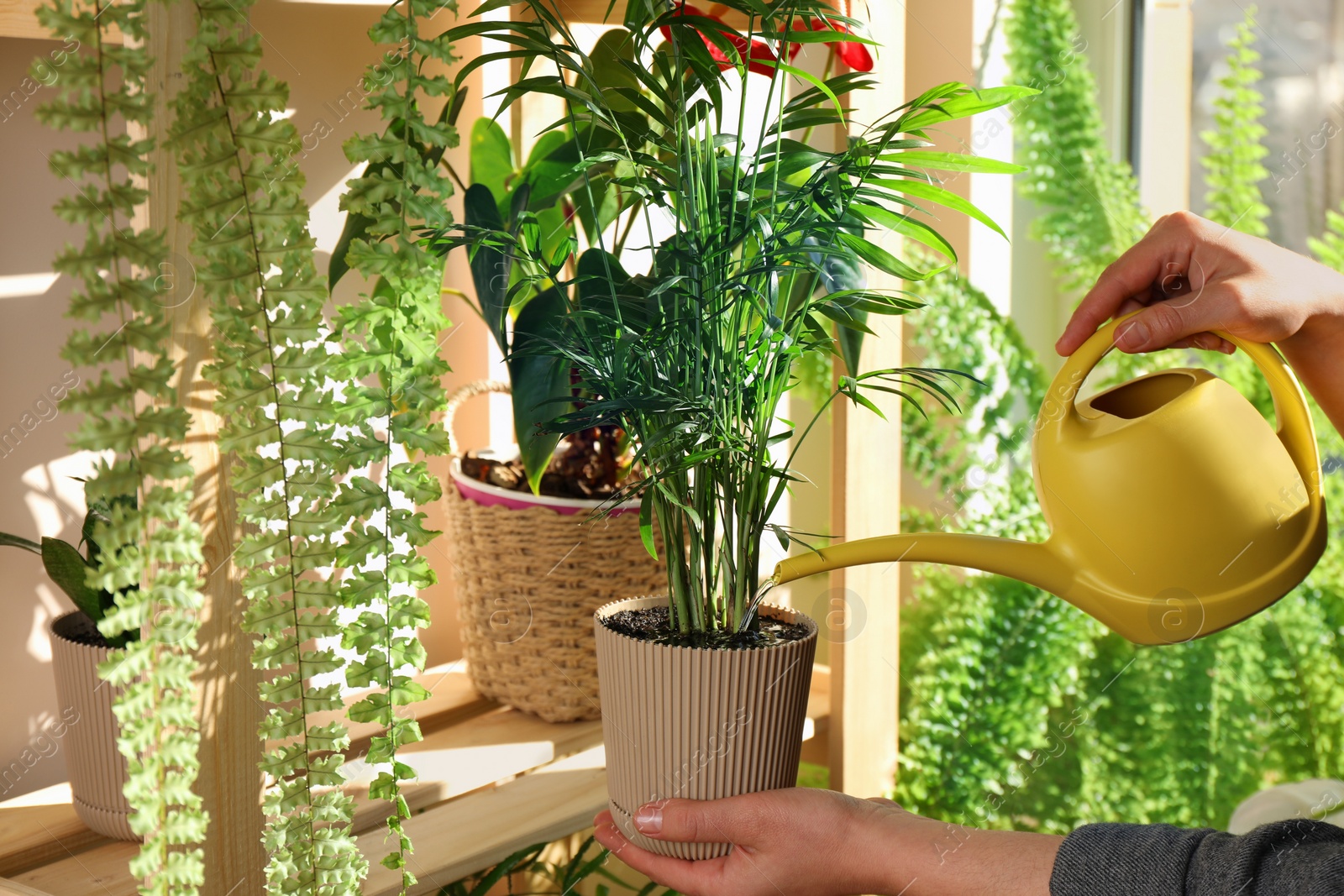 Photo of Woman watering beautiful house plants indoors, closeup