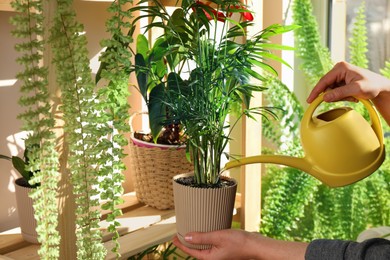 Woman watering beautiful house plants indoors, closeup