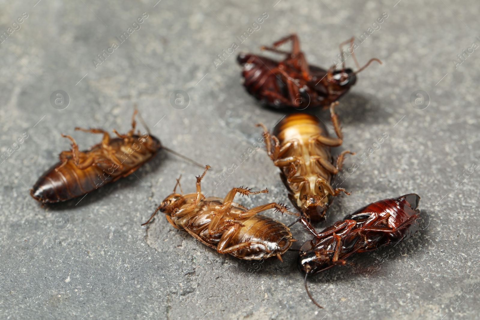 Photo of Dead brown cockroaches on grey stone background, closeup. Pest control