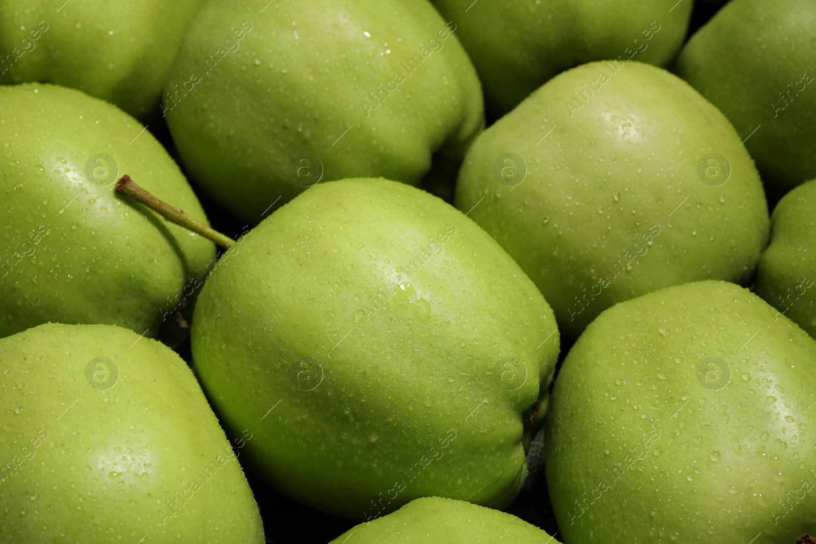 Photo of Fresh green apples with water drops as background, closeup