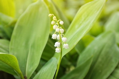 Photo of Beautiful fragrant lily of the valley as background