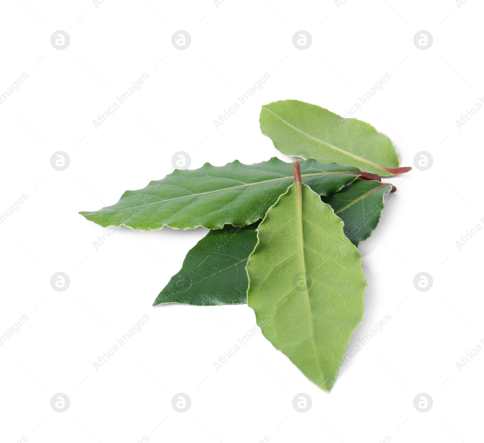 Photo of Green fresh bay leaves isolated on white