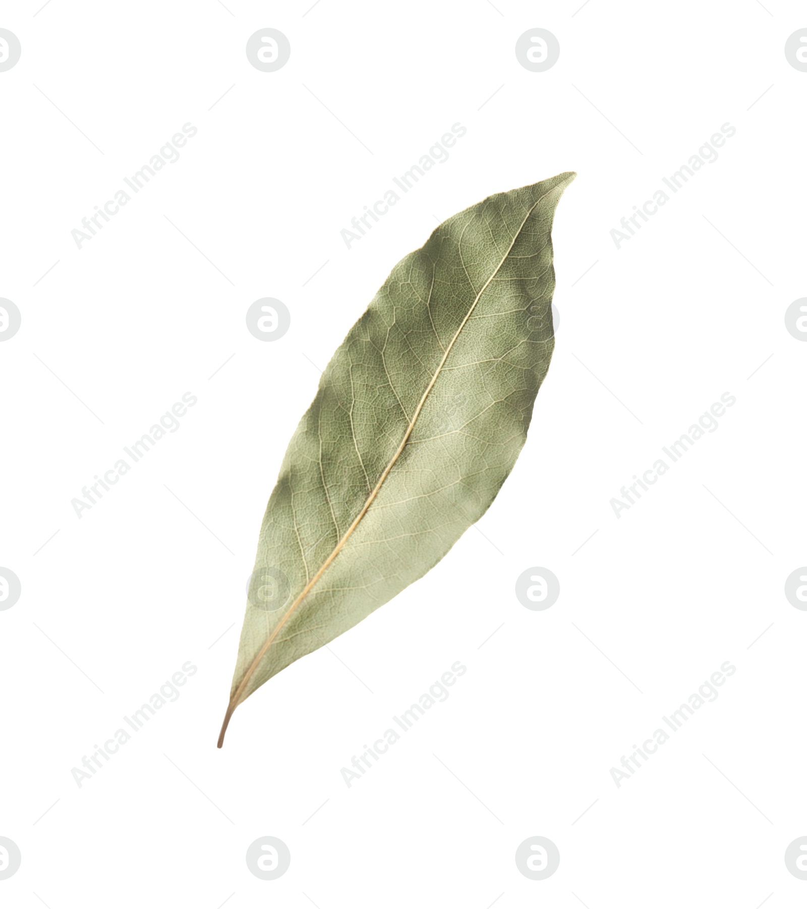 Photo of One aromatic bay leaf isolated on white