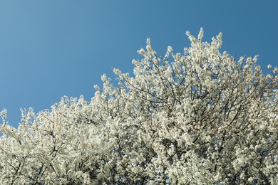 Photo of Branches of blossoming cherry tree with beautiful white flowers against blue sky