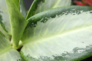 Aglaonema with beautiful leaves as background, closeup. Tropical plant