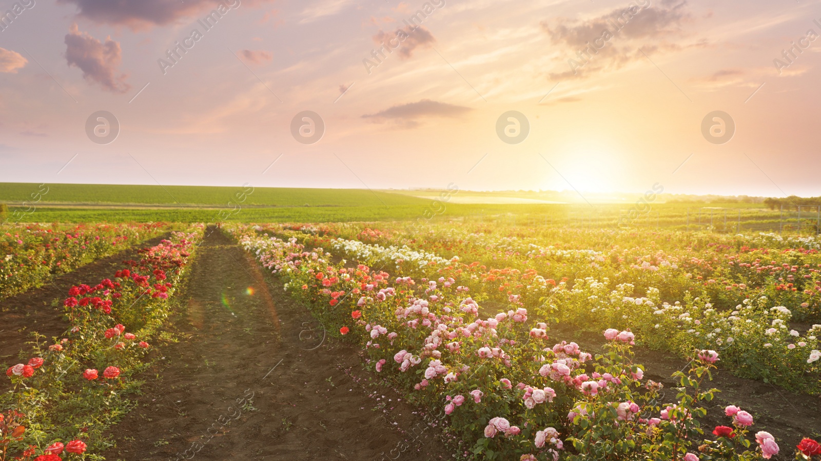 Photo of Bushes with beautiful roses outdoors on sunny day