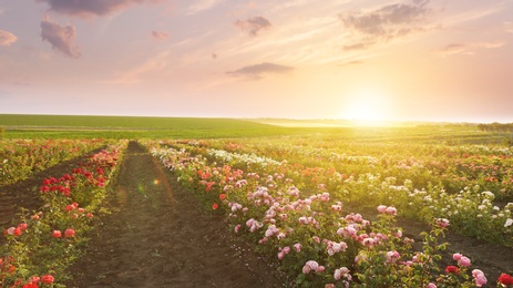 Photo of Bushes with beautiful roses outdoors on sunny day