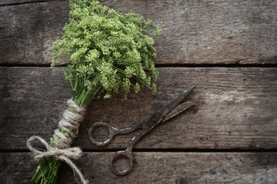 Photo of Bunch of beautiful blossom dill and old scissors on wooden table, top view