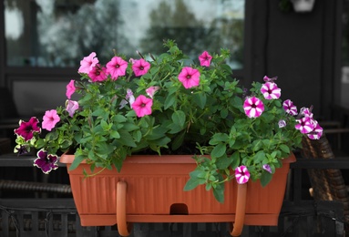 Photo of Beautiful petunia flowers in plant pot outdoors