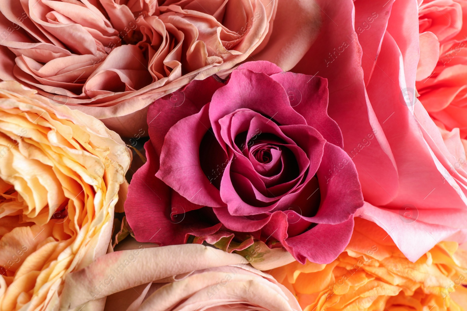 Photo of Beautiful fresh roses as background, closeup view. Floral decor