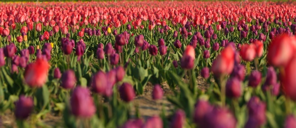 Photo of Field with fresh beautiful tulips. Blooming flowers