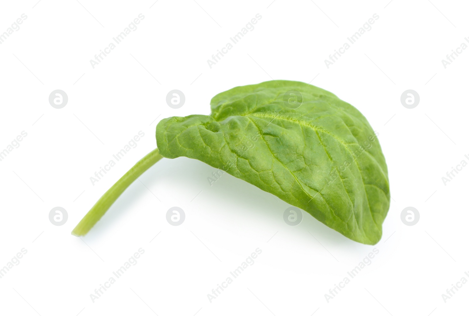 Photo of Fresh leaf of spinach isolated on white