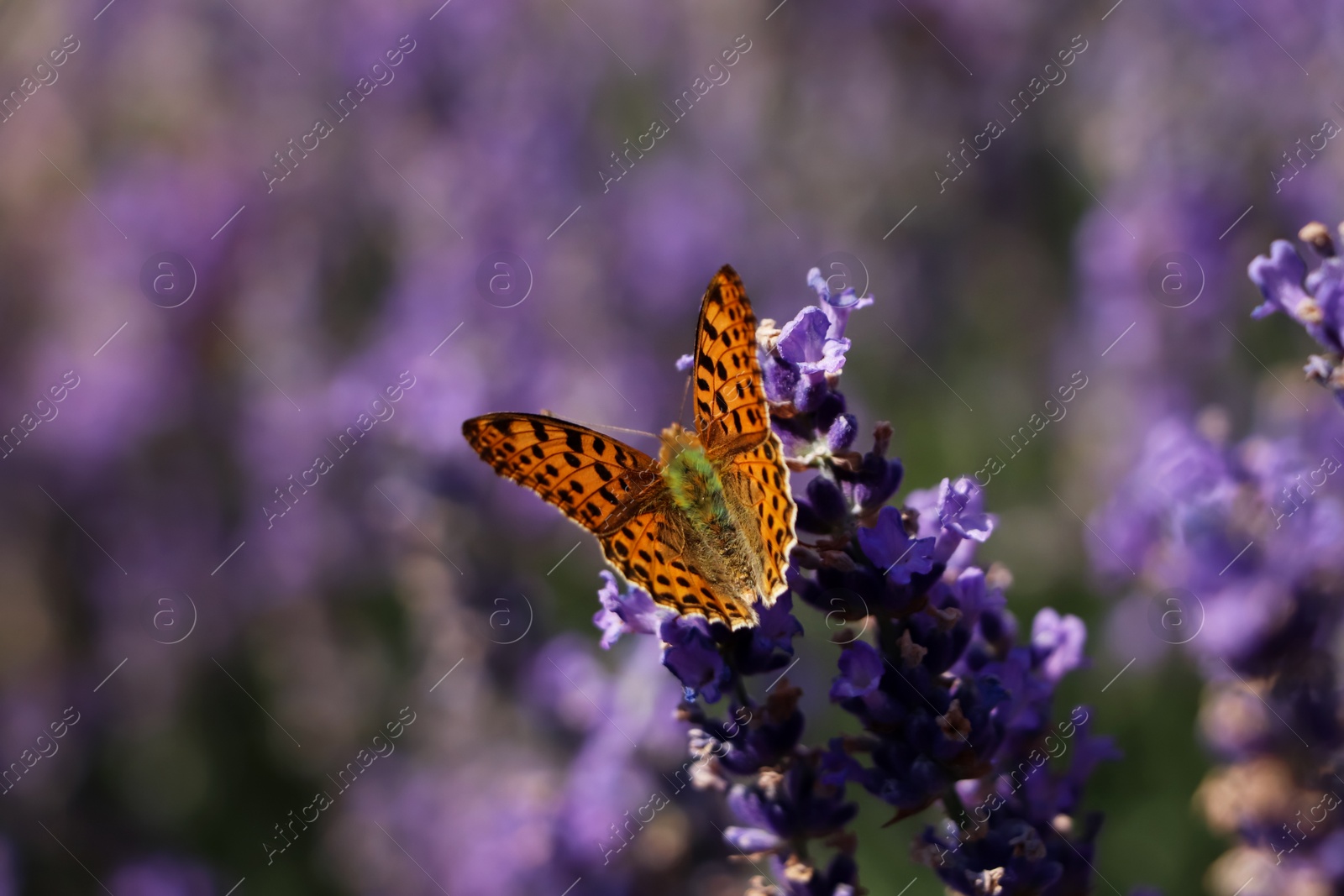 Photo of Beautiful butterfly in lavender field on summer day, closeup