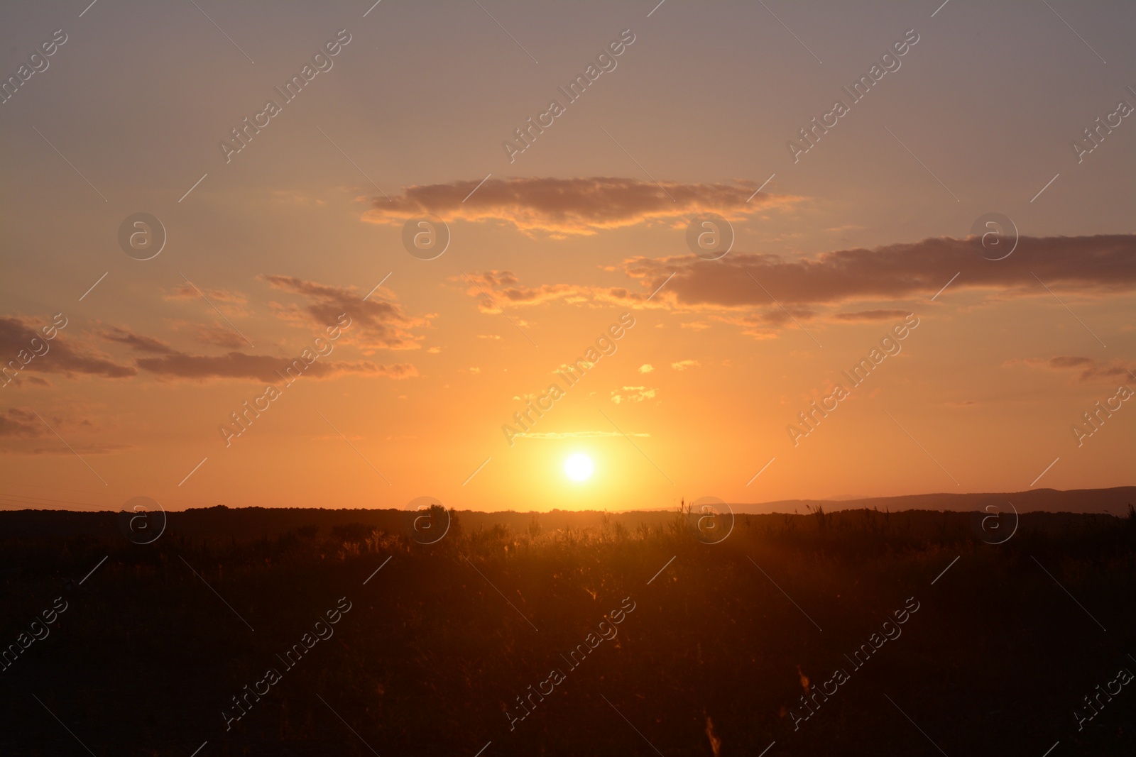 Photo of Picturesque view of beautiful field at sunset