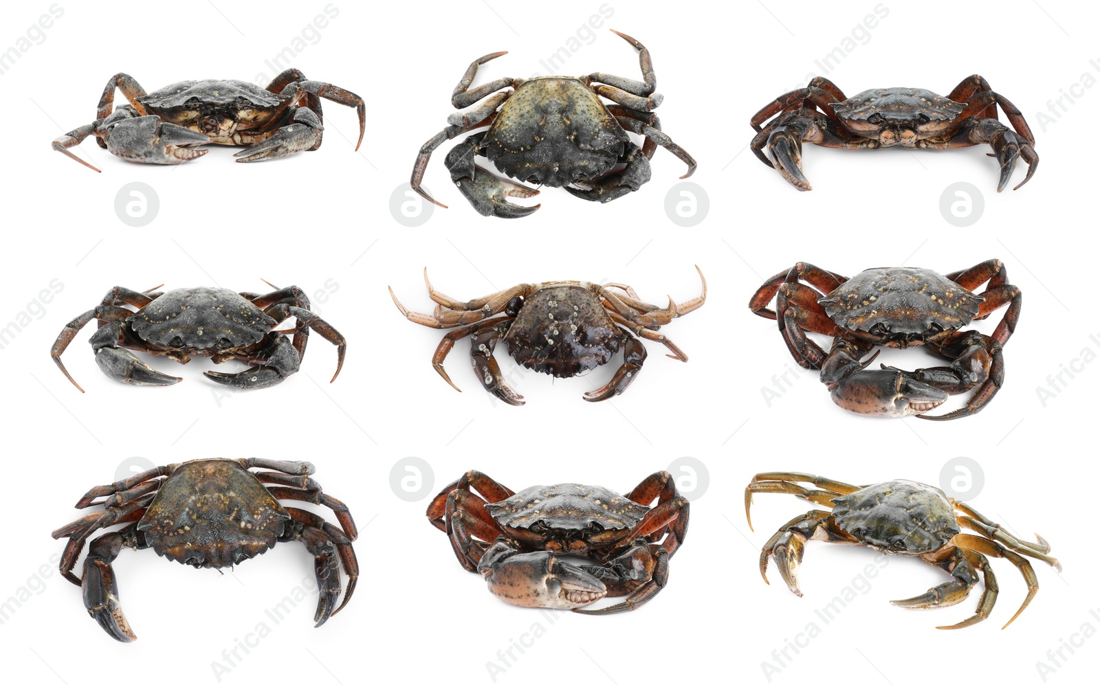 Image of Fresh raw crab isolated on white, set