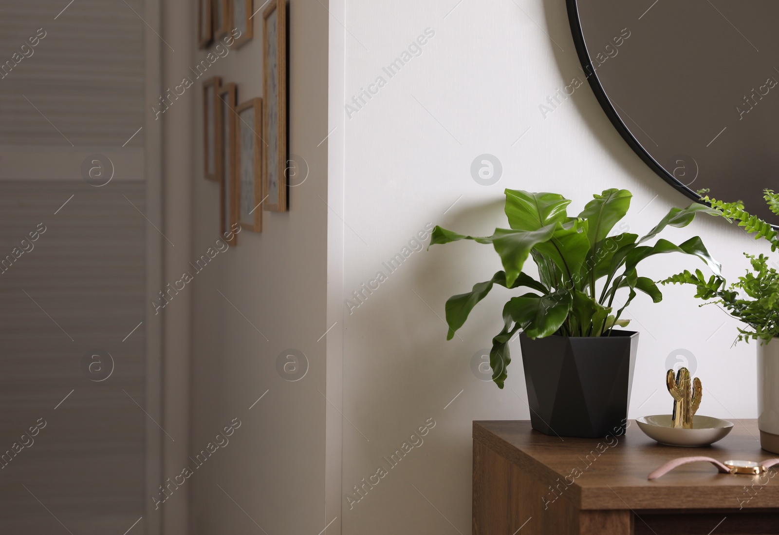 Photo of Beautiful potted ferns and accessories on wooden cabinet in hallway. Space for text