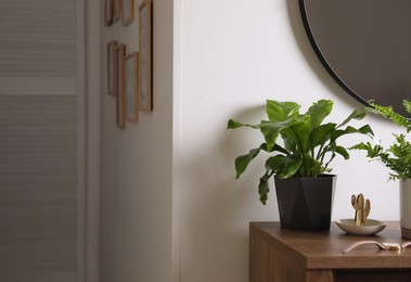 Photo of Beautiful potted ferns and accessories on wooden cabinet in hallway. Space for text