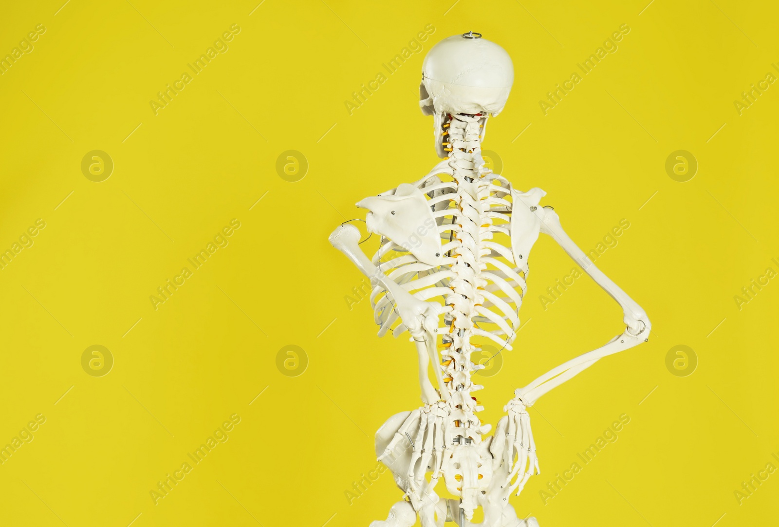 Photo of Artificial human skeleton model on yellow background, back view. Space for text