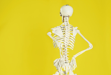 Photo of Artificial human skeleton model on yellow background, back view. Space for text