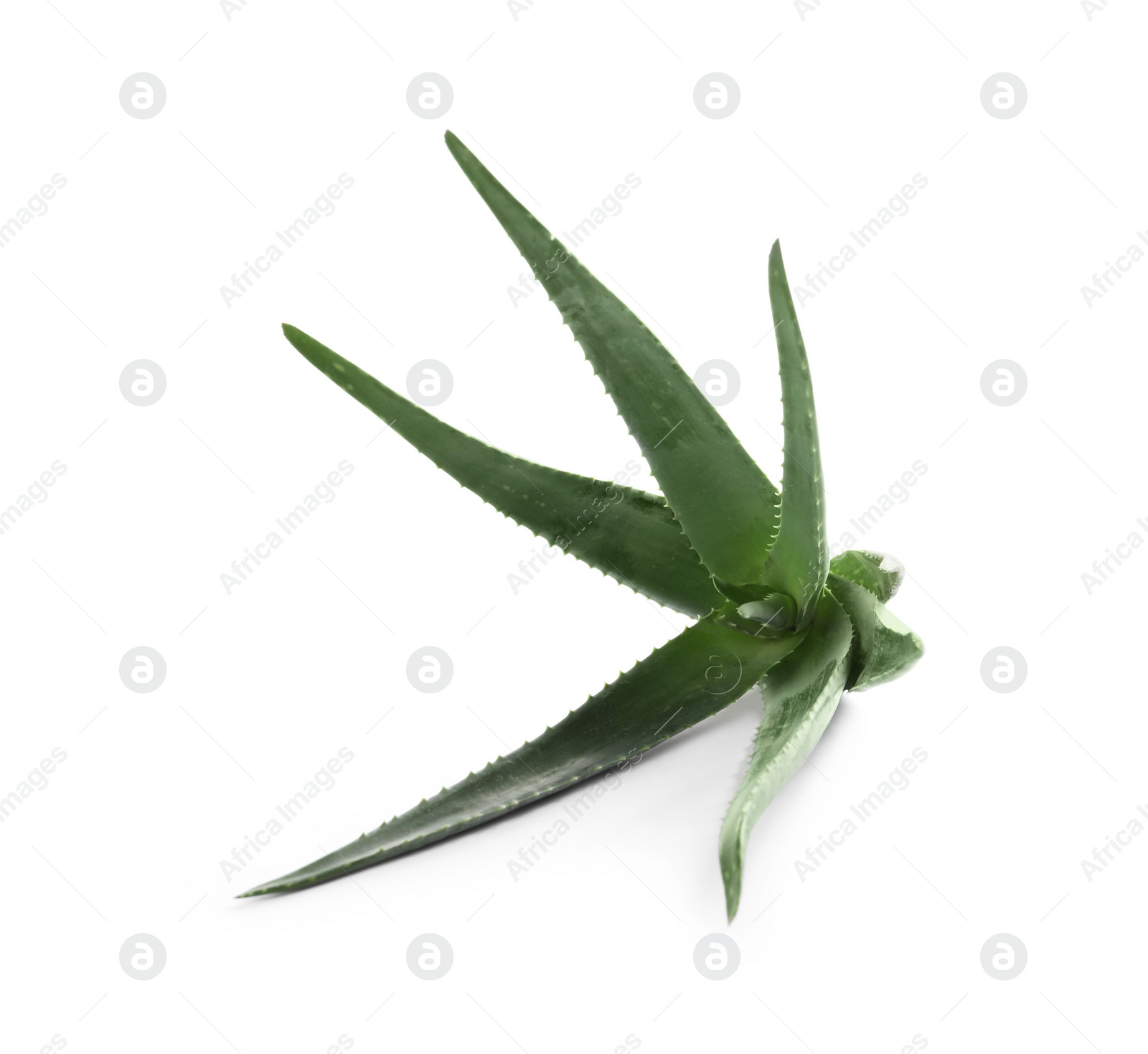Photo of Green aloe vera plant isolated on white