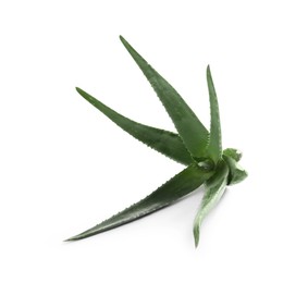 Photo of Green aloe vera plant isolated on white