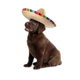 Image of Cute little puppy with sombrero on white background