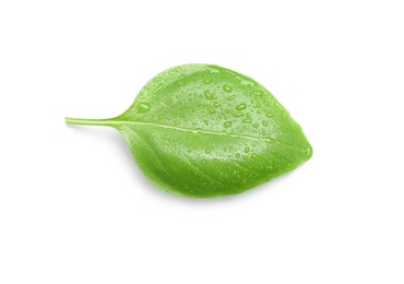 Photo of Fresh green basil leaf on white background