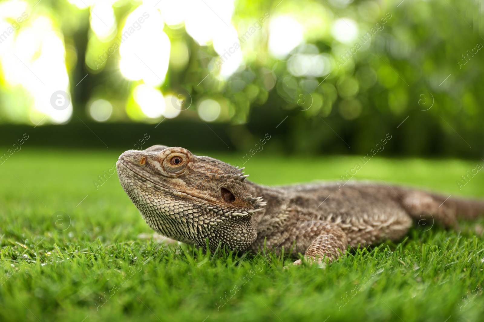 Photo of Bearded lizard (Pogona barbata) on green grass. Exotic pet