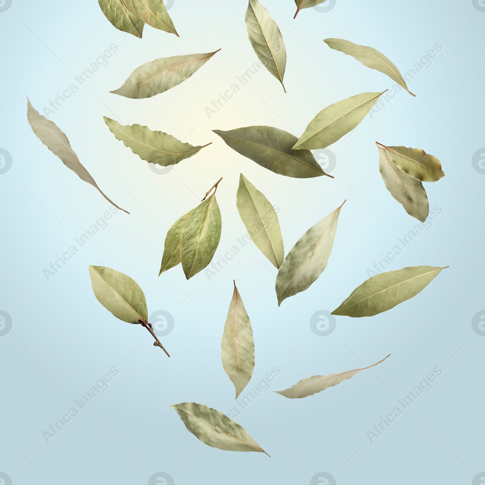 Image of Dry bay leaves falling on pale light dusty blue background