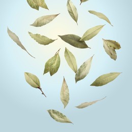 Dry bay leaves falling on pale light dusty blue background