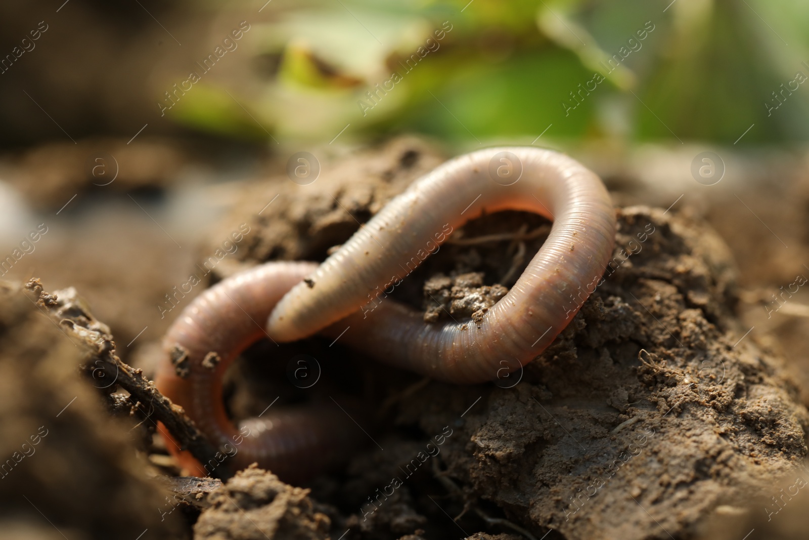 Photo of One worm crawling in wet soil, closeup