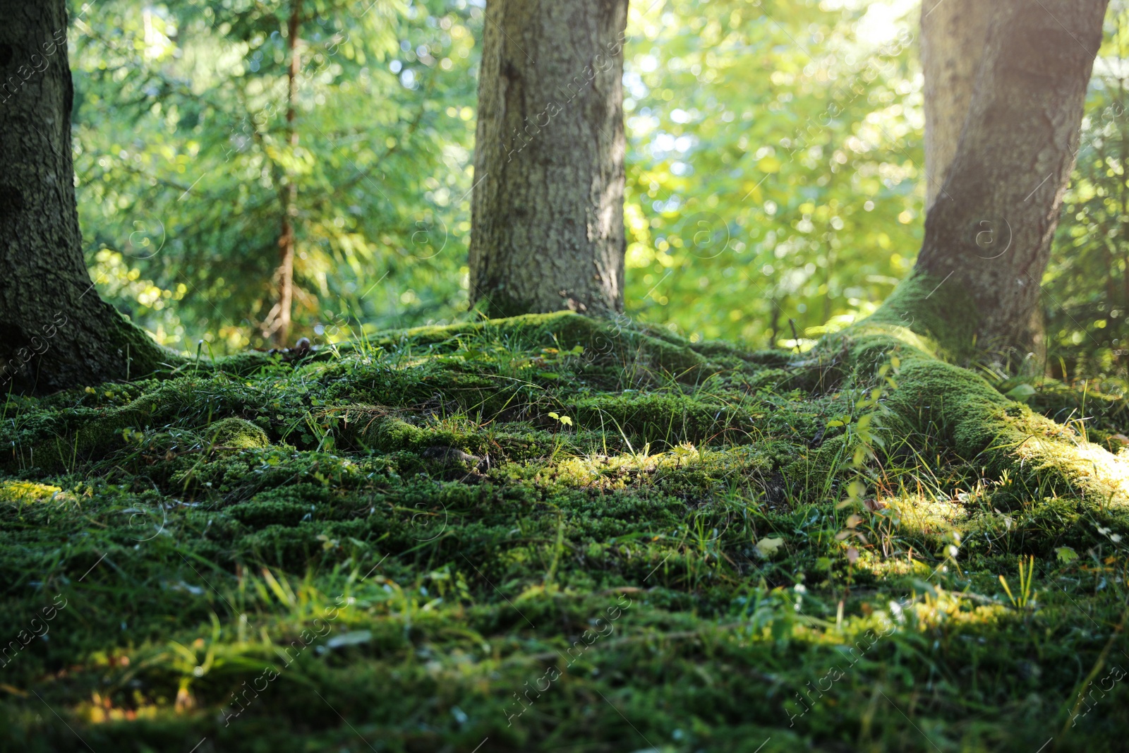 Photo of Green moss growing near trees in forest