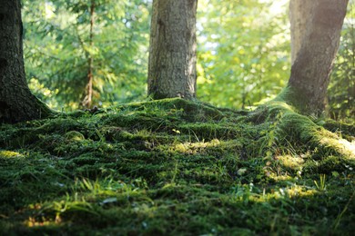Photo of Green moss growing near trees in forest