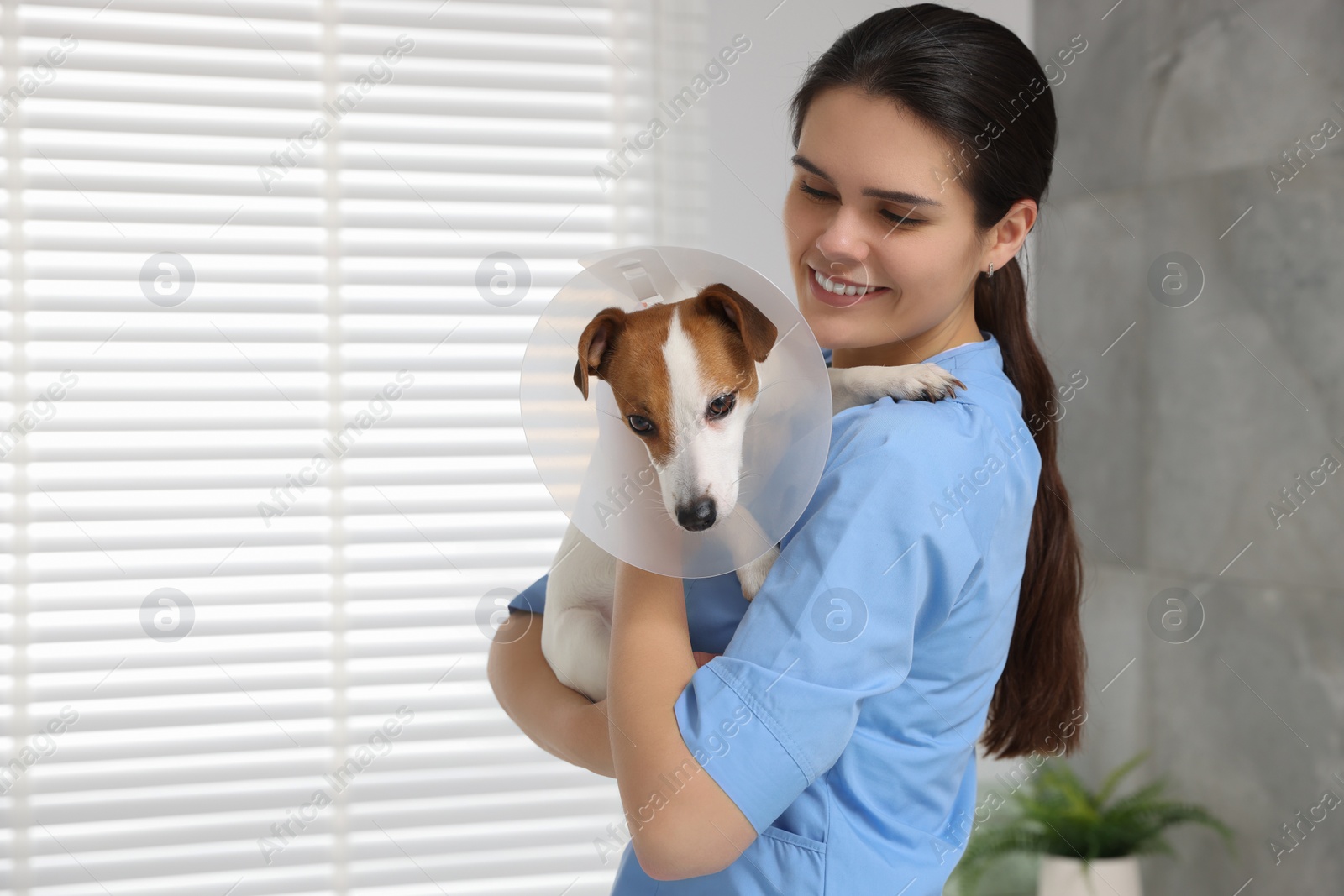 Photo of Veterinarian and cute Jack Russell Terrier dog wearing medical plastic collar in clinic