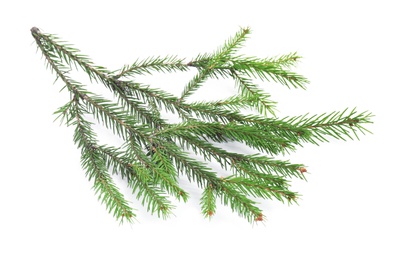 Branch of fir tree on white background