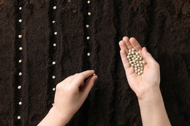 Woman planting peas into fertile soil, top view. Vegetable seeds