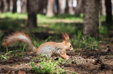 Cute red squirrel on ground in forest