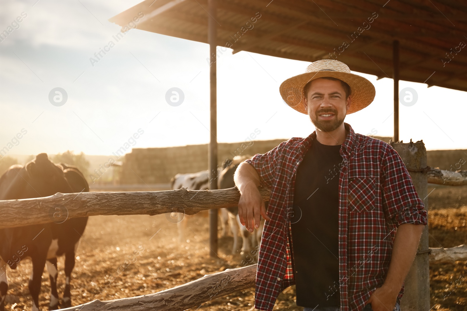 Photo of Worker standing near cow pen on farm. Animal husbandry